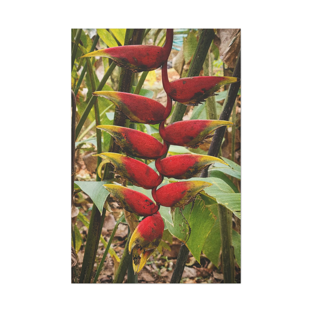 Vibrant Heliconia in The Tropics