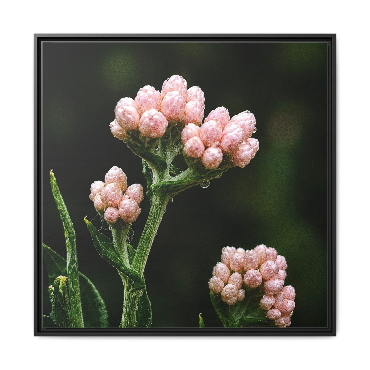 Pink Buds Botanical Print-Framed Matte Canvas Floral Wall Art