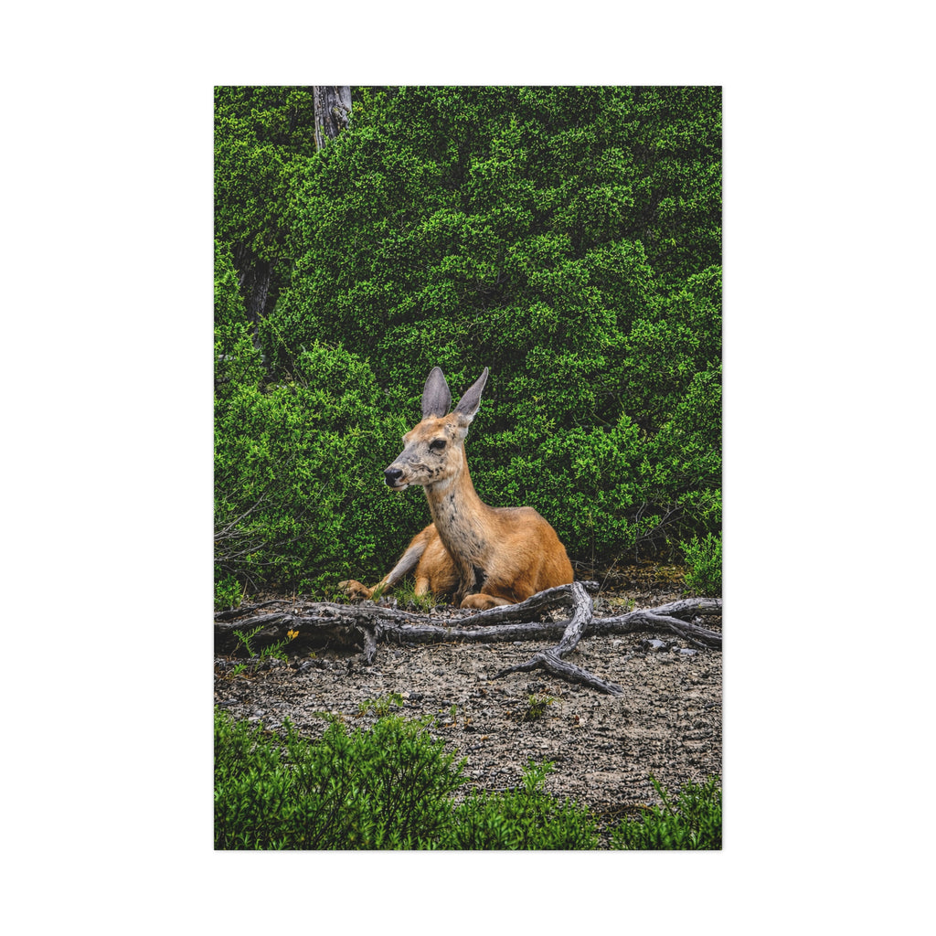 Resting Deer in The Woods