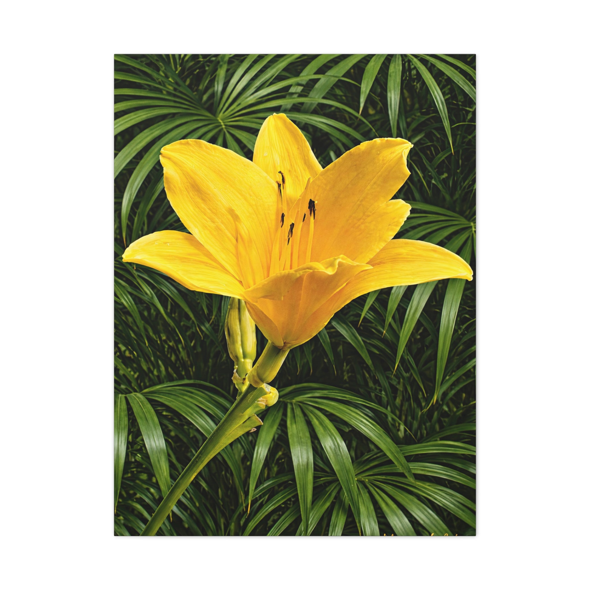 Yellow Daylily Blossom