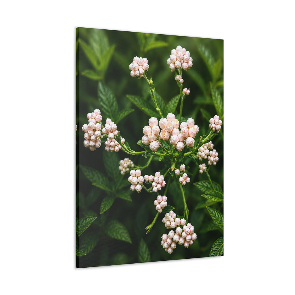 Pearl Dew Blossoms