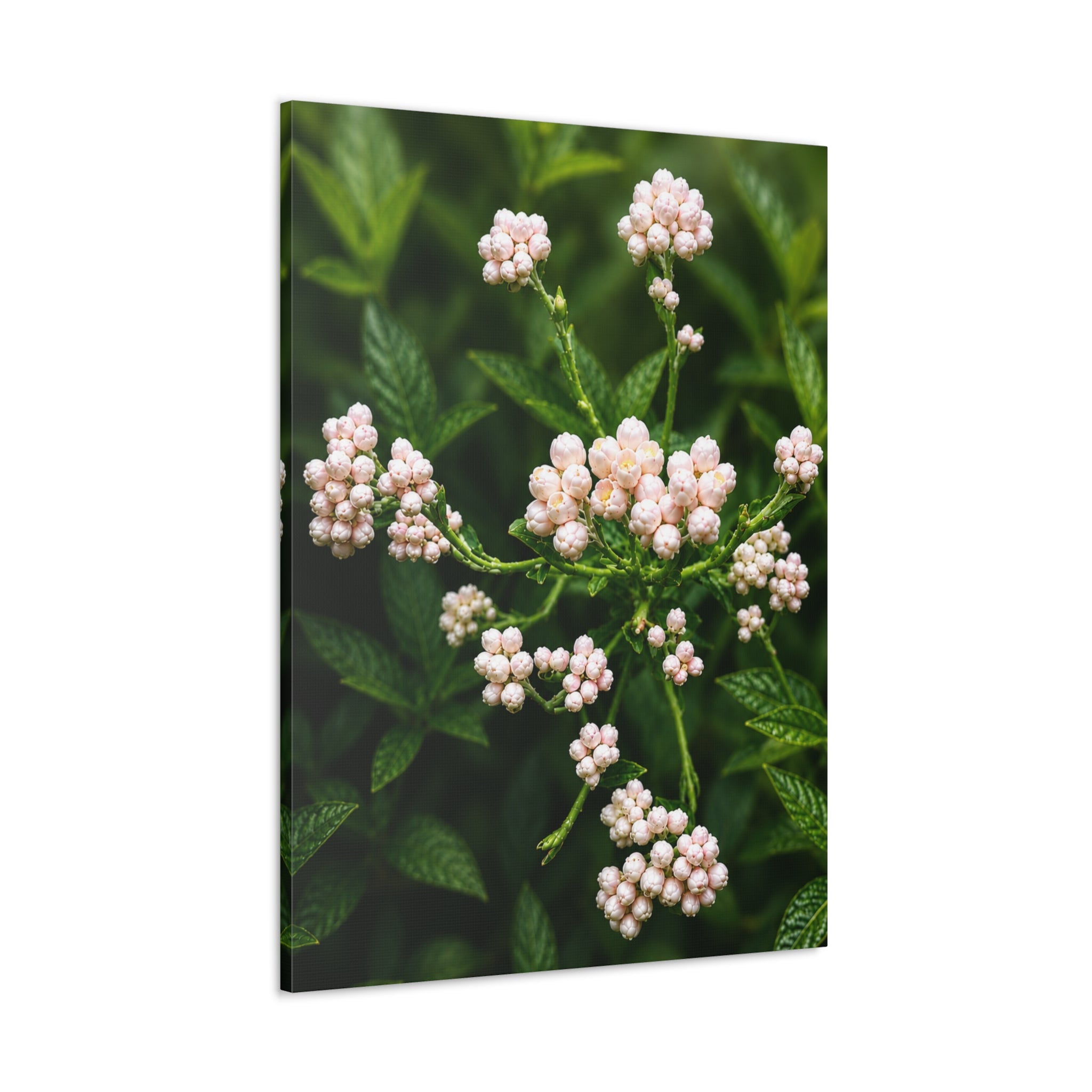 Pearl Dew Blossoms