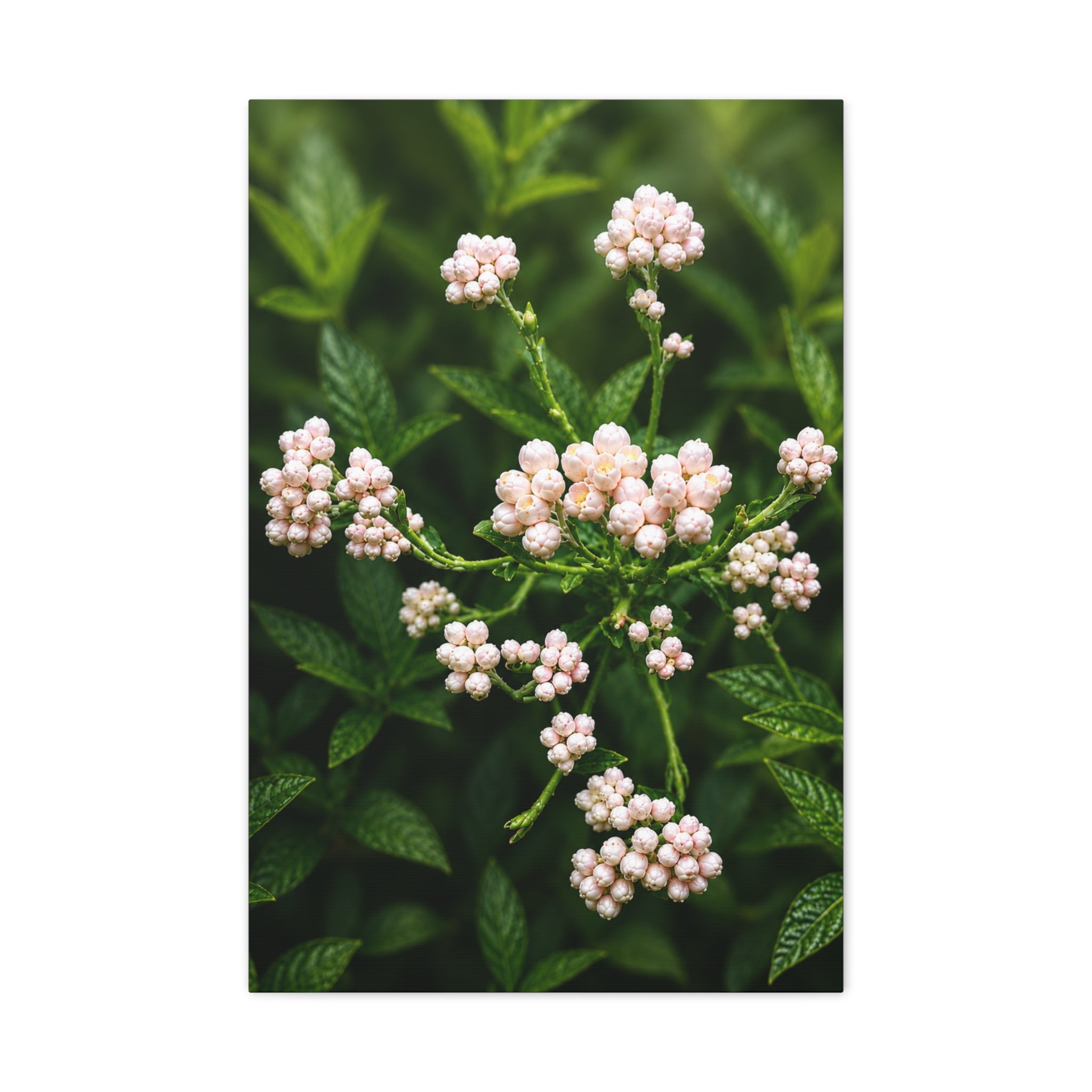 Pearl Dew Blossoms