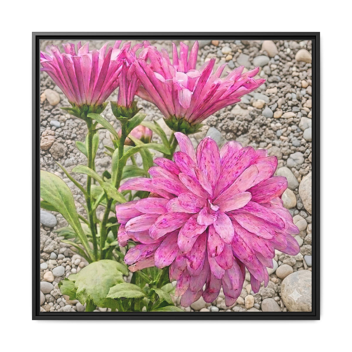 Pink Dahlia Photo Canvas Framed Wall Art