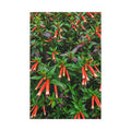 Ember Bells