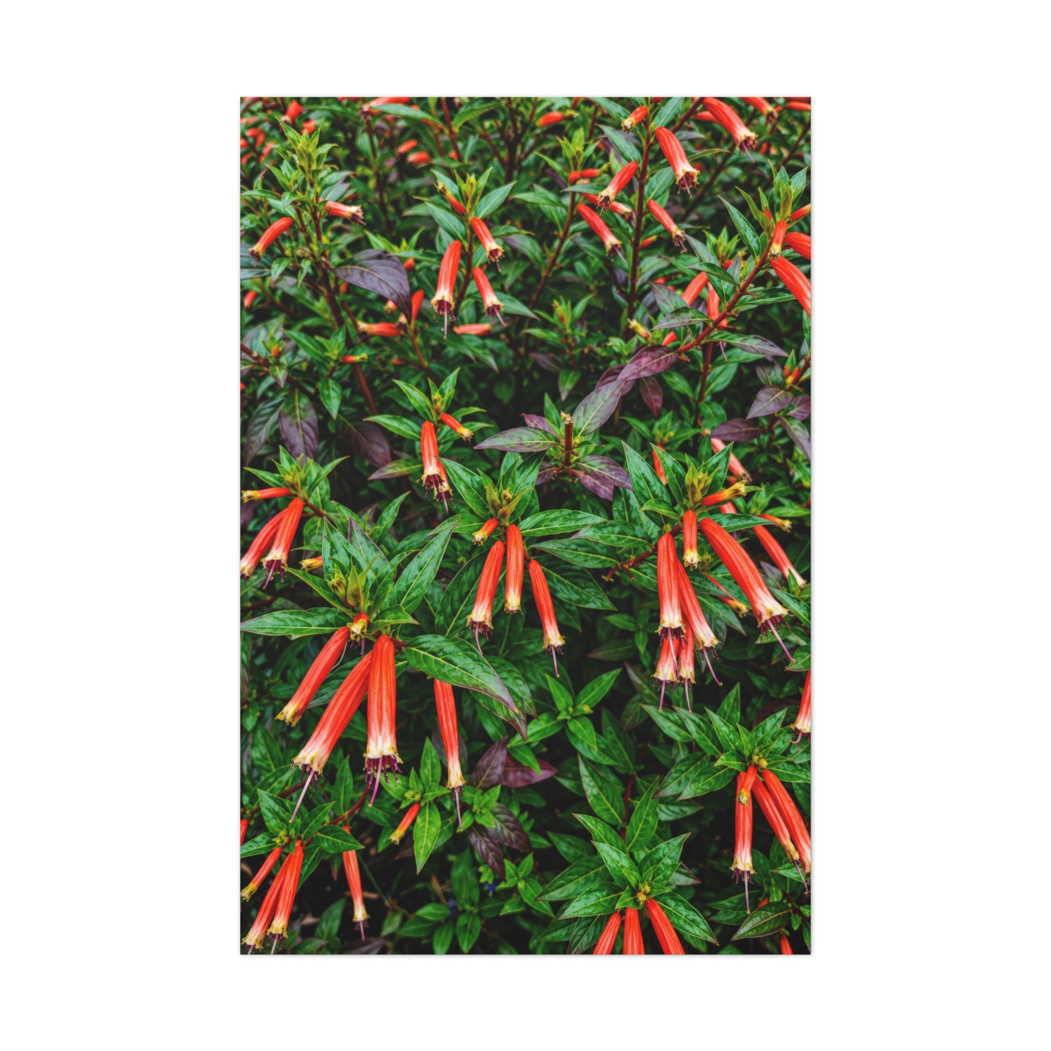 Ember Bells
