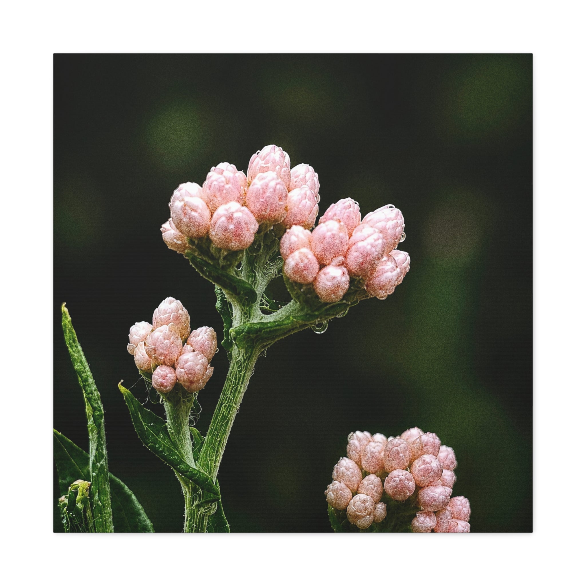 Pearl Bud Paradise