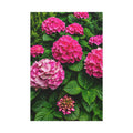 Blush Hydrangea Symphony