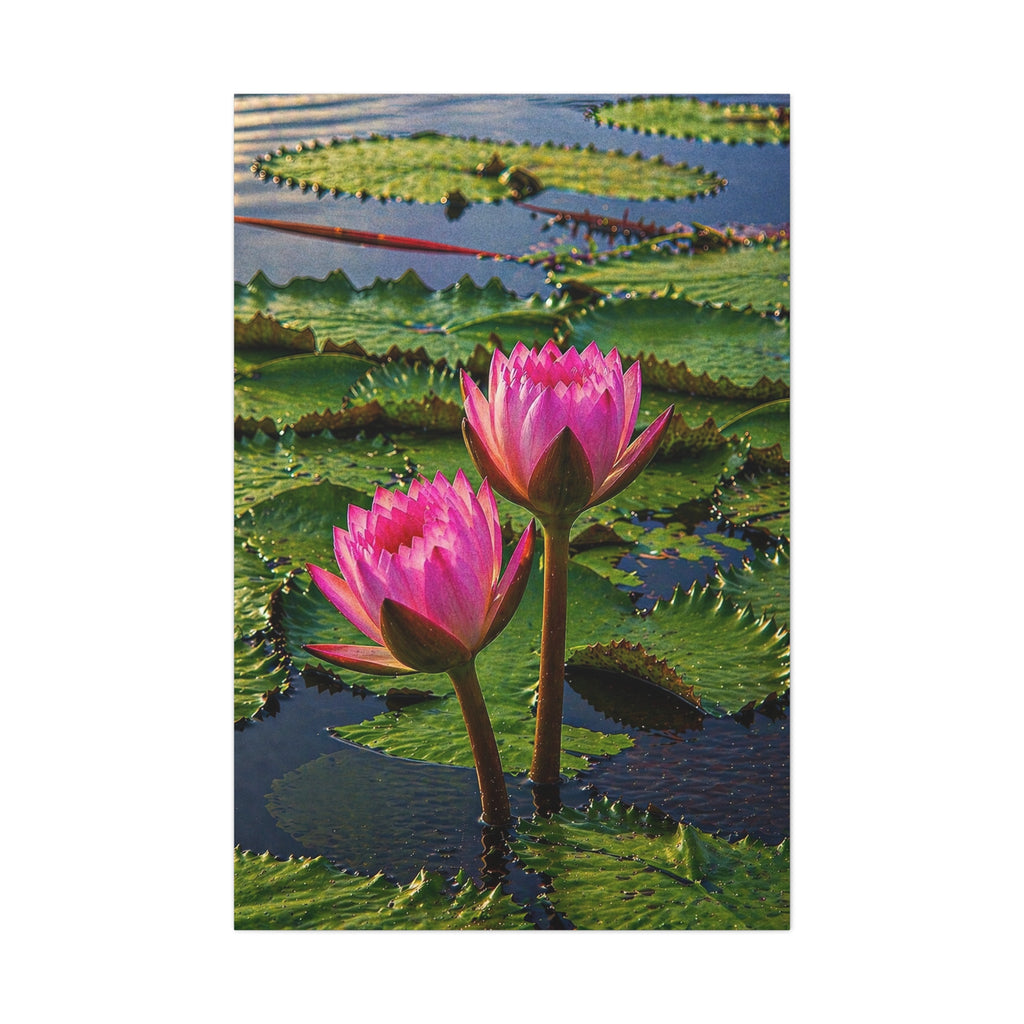 Blooming Lotuses