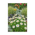 Sunlit Daisies