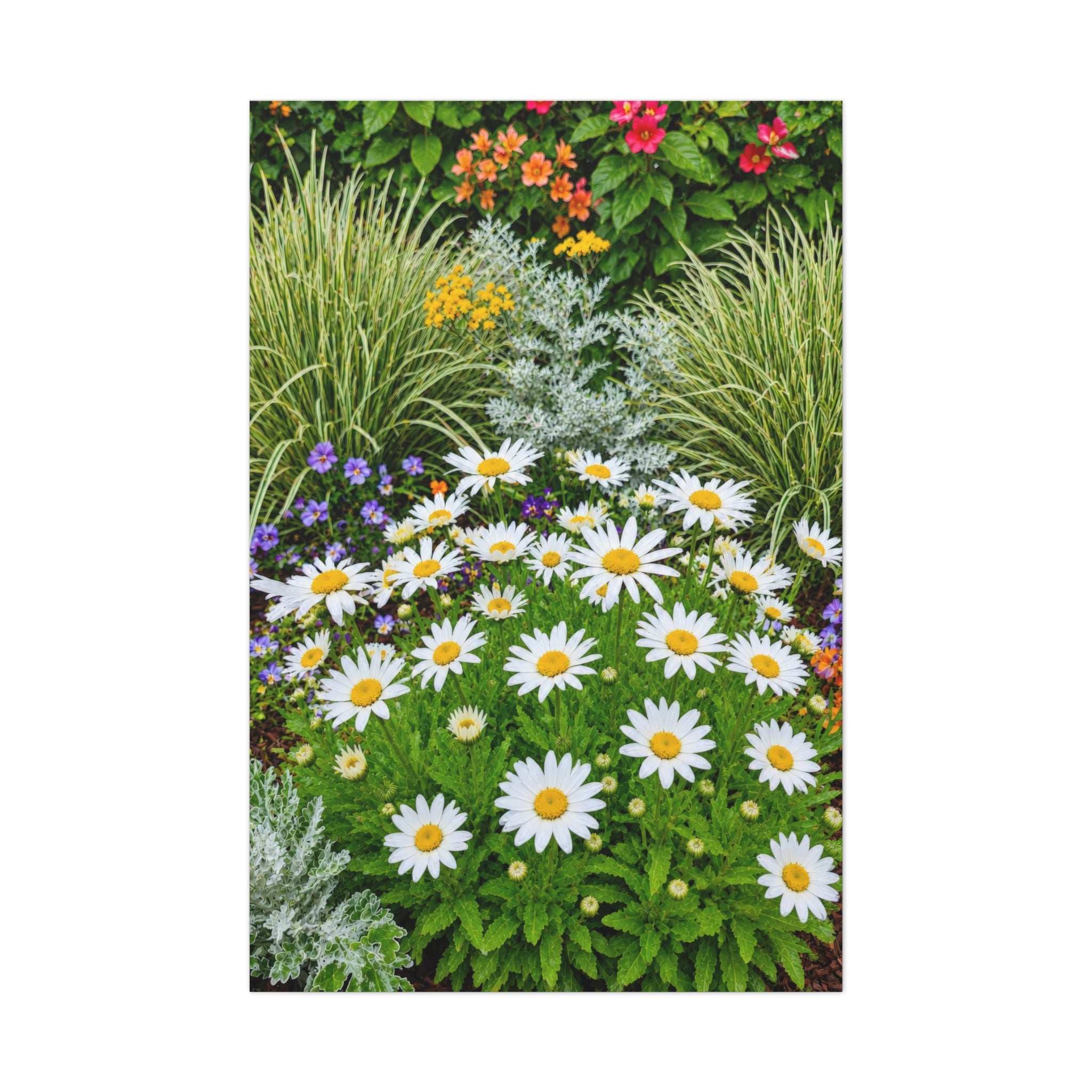 Sunlit Daisies