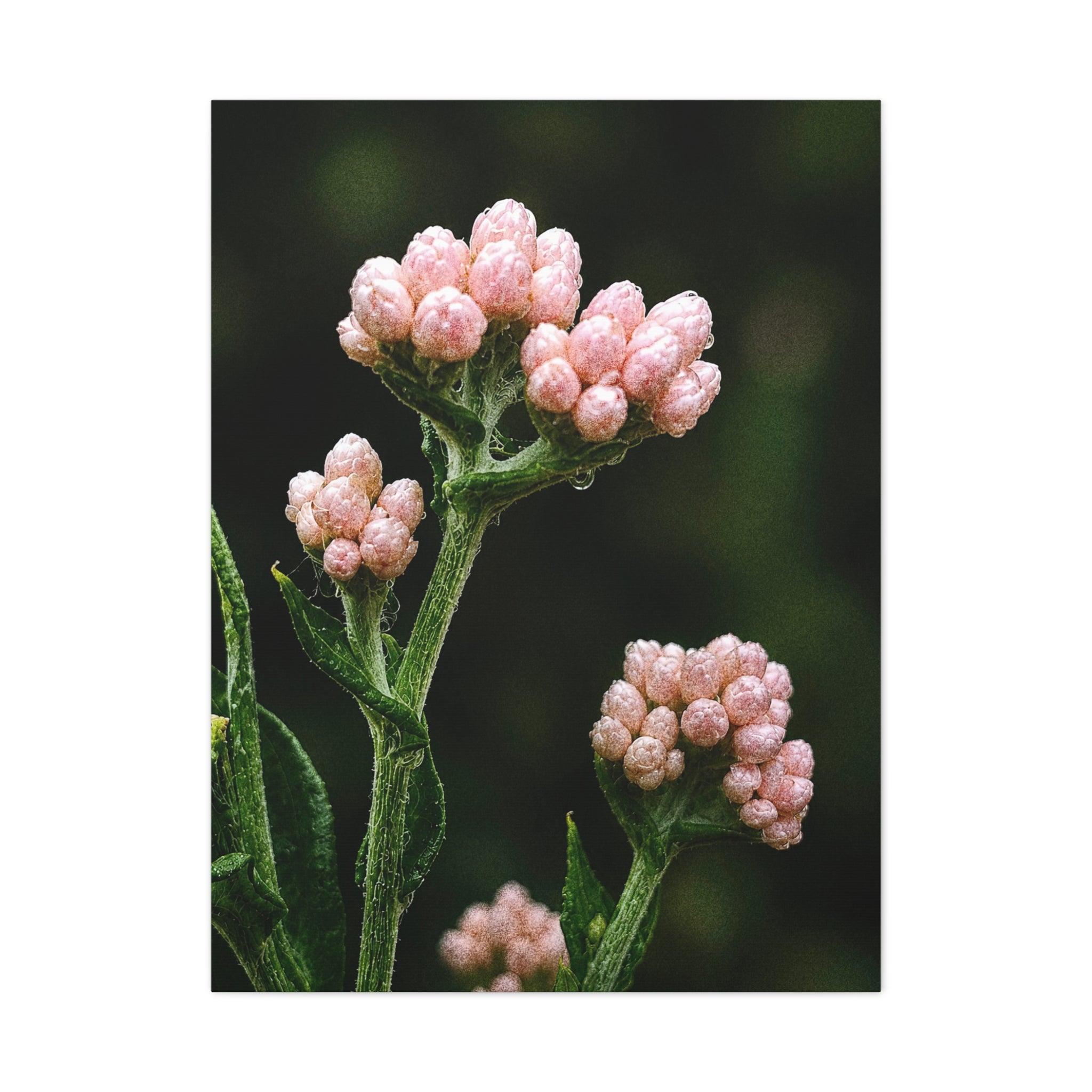Botanical Pink Buds Canvas Wall Art