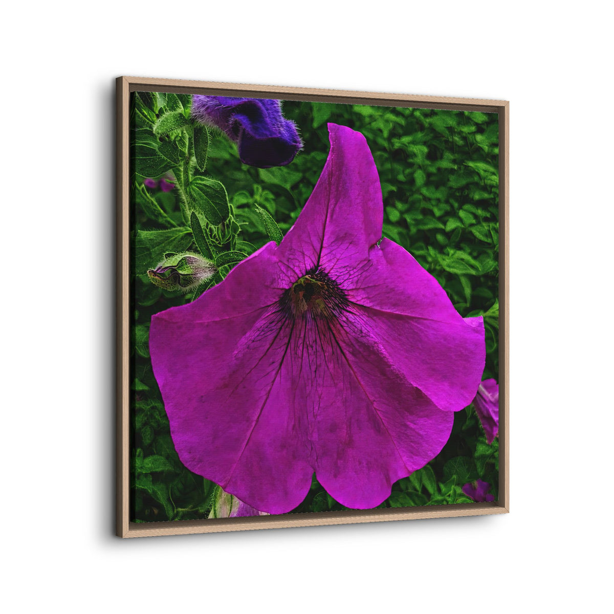 Framed Purple Petunia Floral Canvas Print