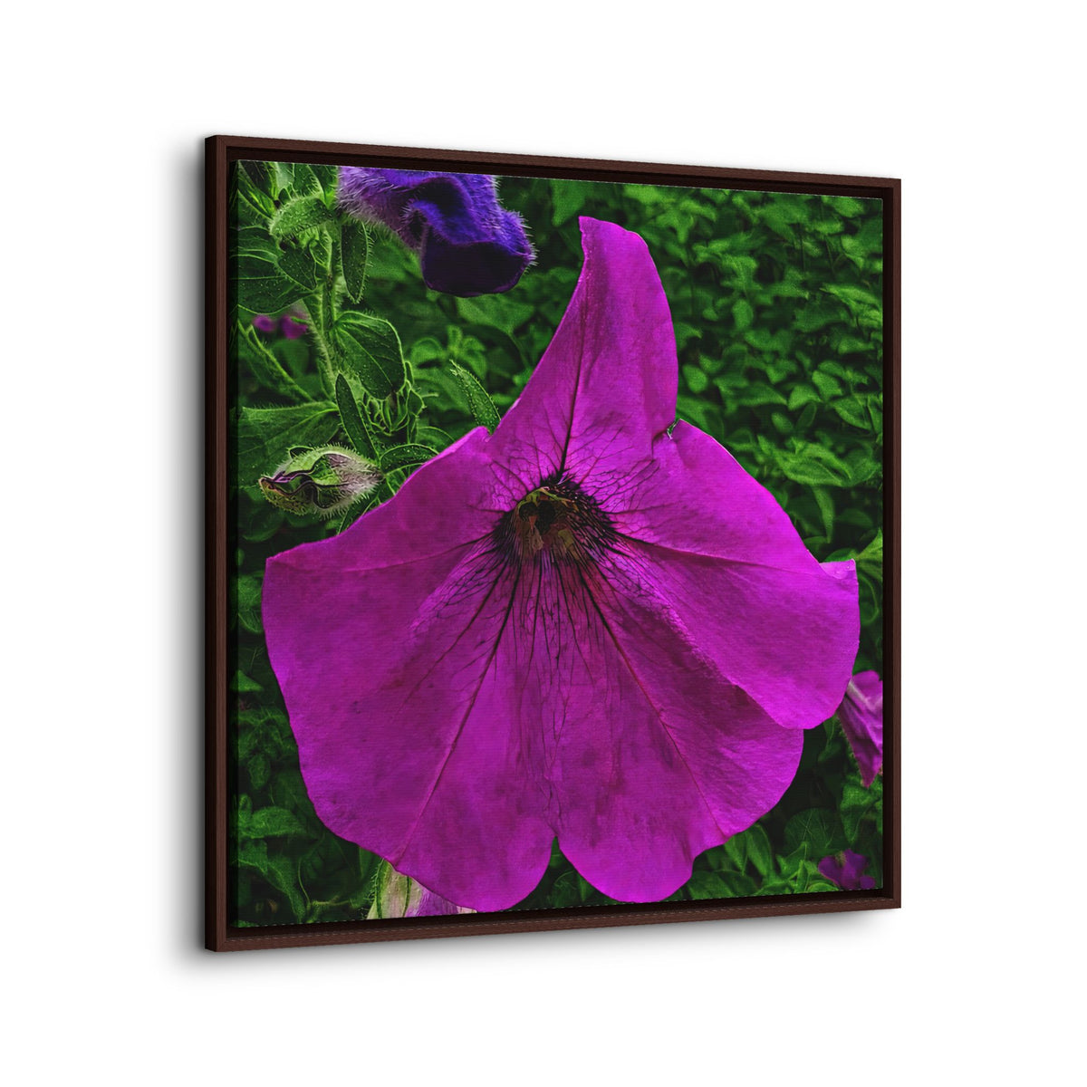 Framed Purple Petunia Floral Canvas Print