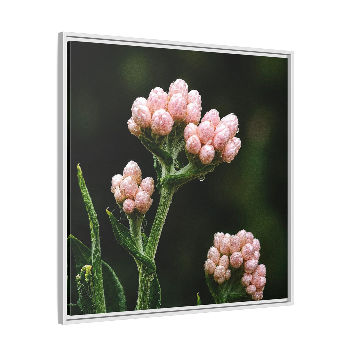 Pink Buds Botanical Print-Framed Matte Canvas Floral Wall Art