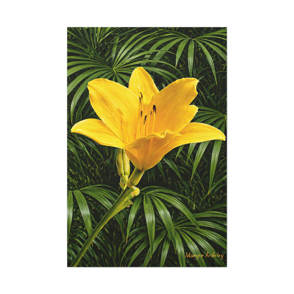 Yellow Daylily Blossom