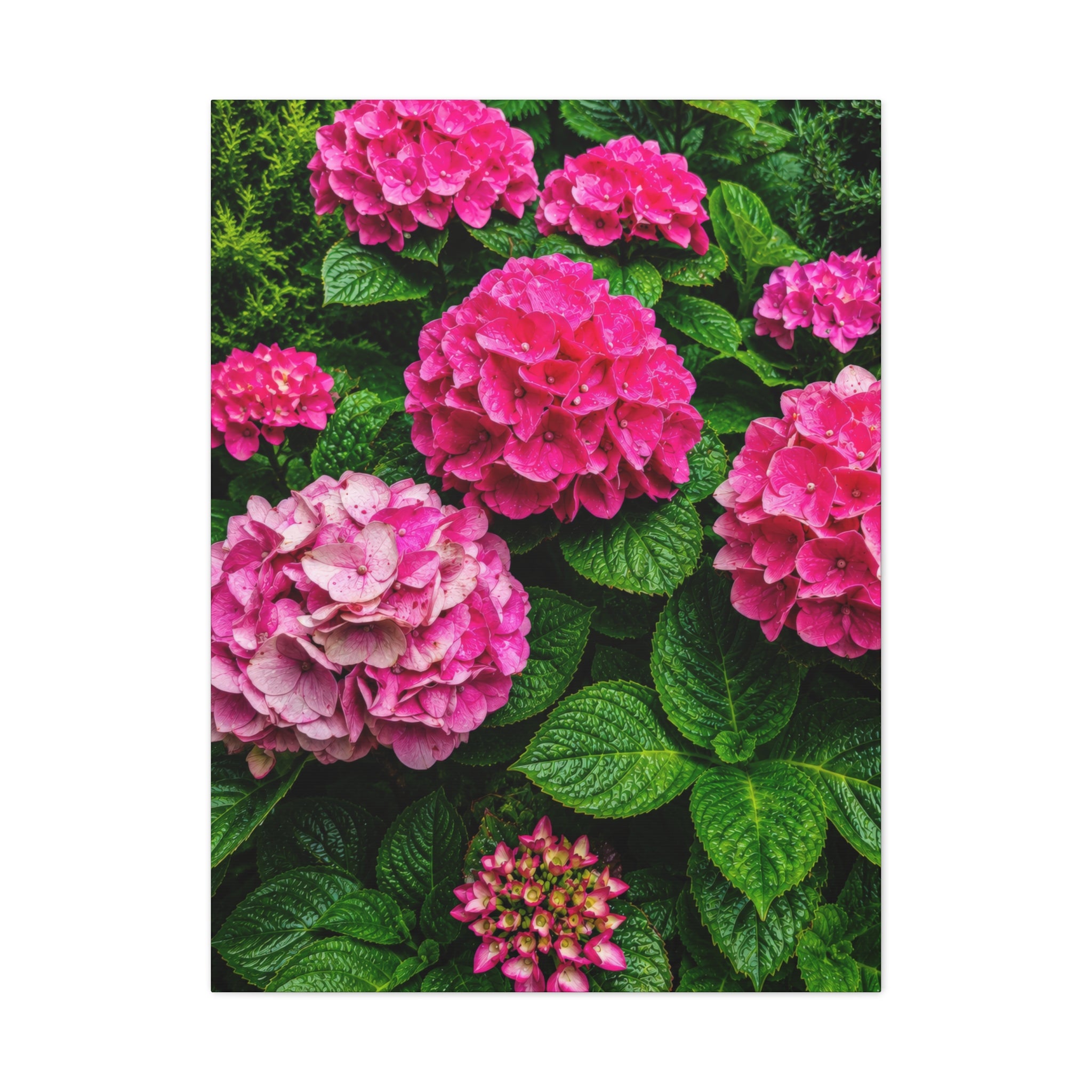 Blush Hydrangea Symphony
