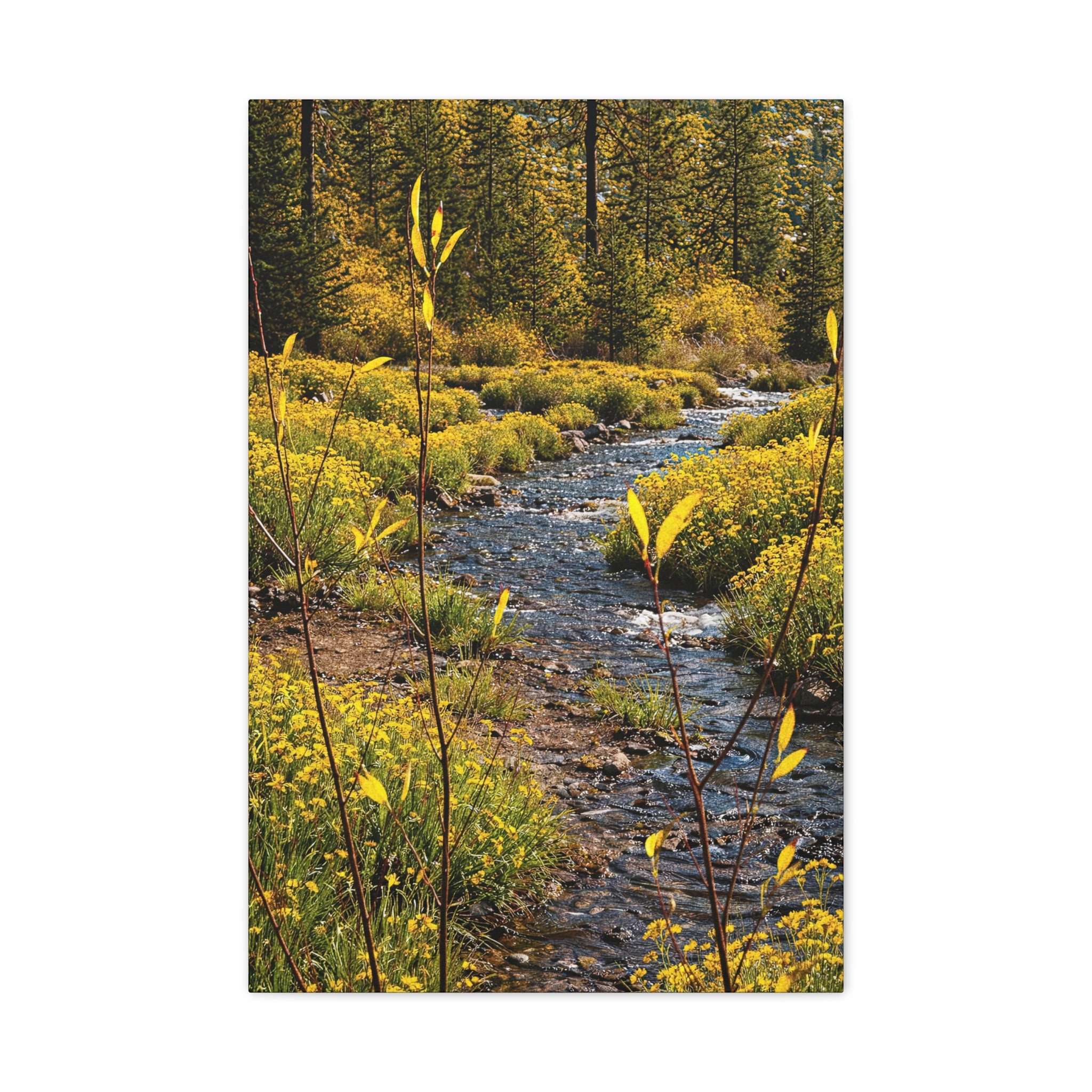 Yellow Wildleaves Creek