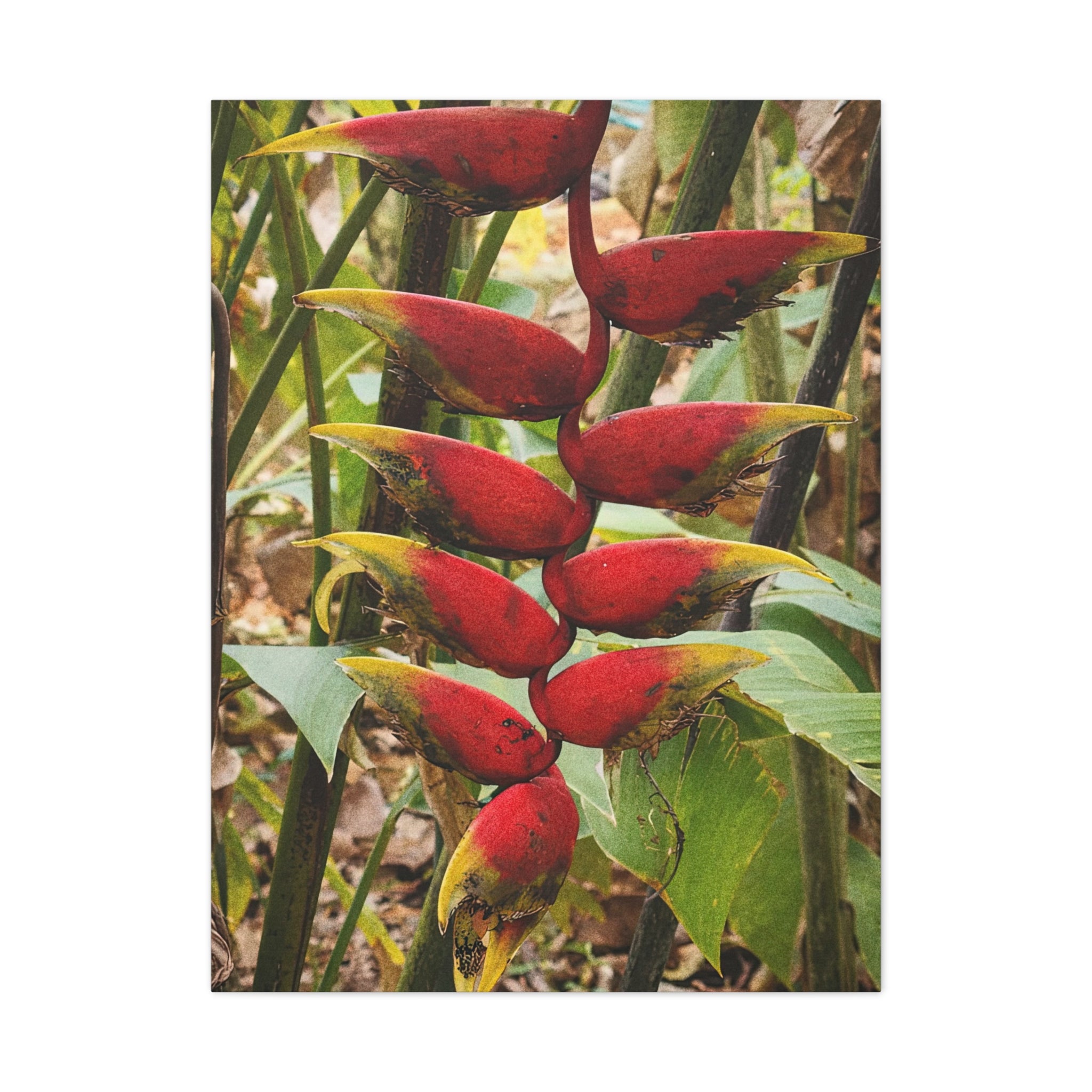 Vibrant Heliconia in The Tropics