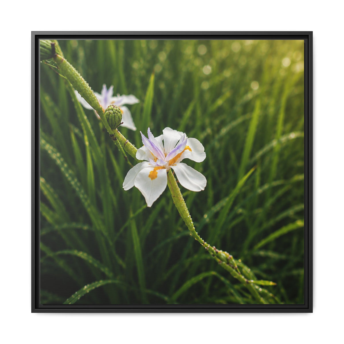 White Iris in Dewy Grass (Matte)-Framed Floral Canvas Art